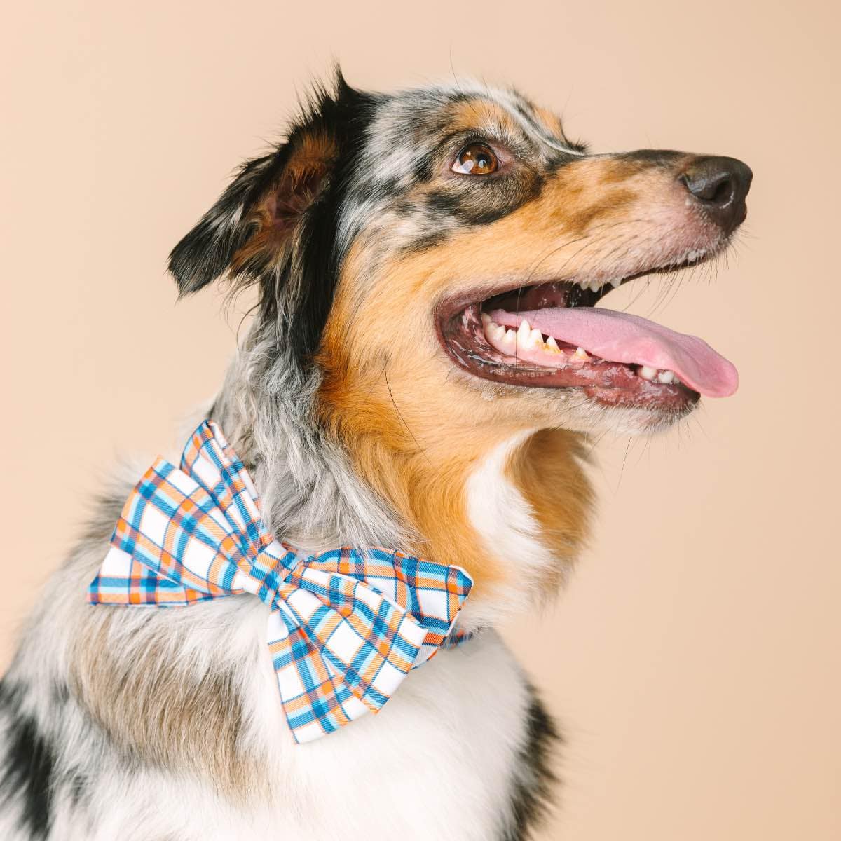 Ringo dog babe bow — additional photo 3
