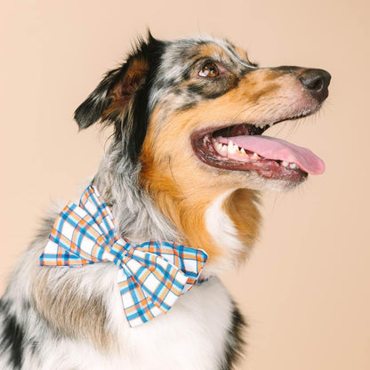 Ringo dog babe bow — additional photo 3