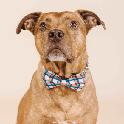 Ringo dog bow tie — additional photo 3