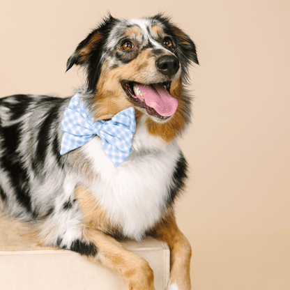 Rory dog babe bow — additional photo 3