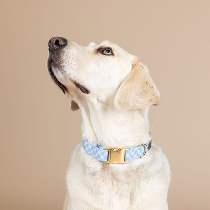 Rory dog collar — additional photo 3