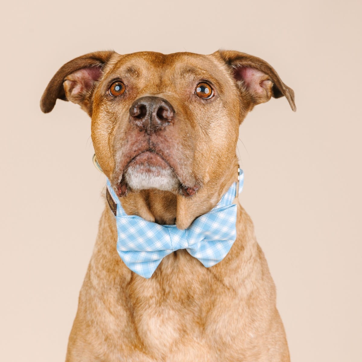 Rory dog bow tie — additional photo 3