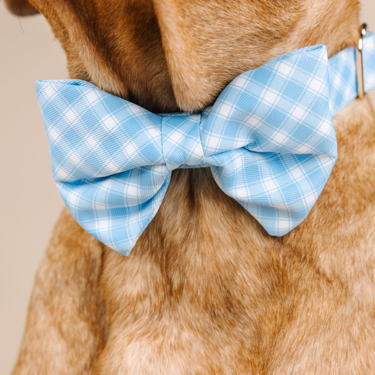 Rory dog bow tie — additional photo 4