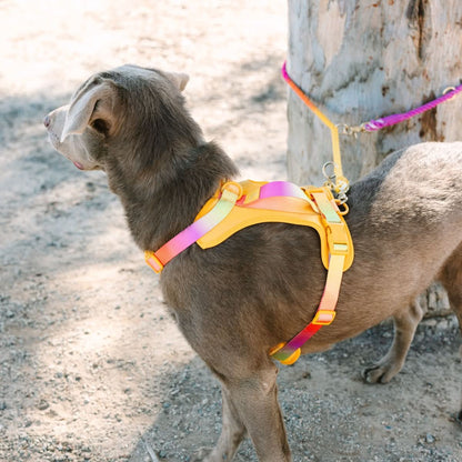 Roxy hands-free dog leash — additional photo 7
