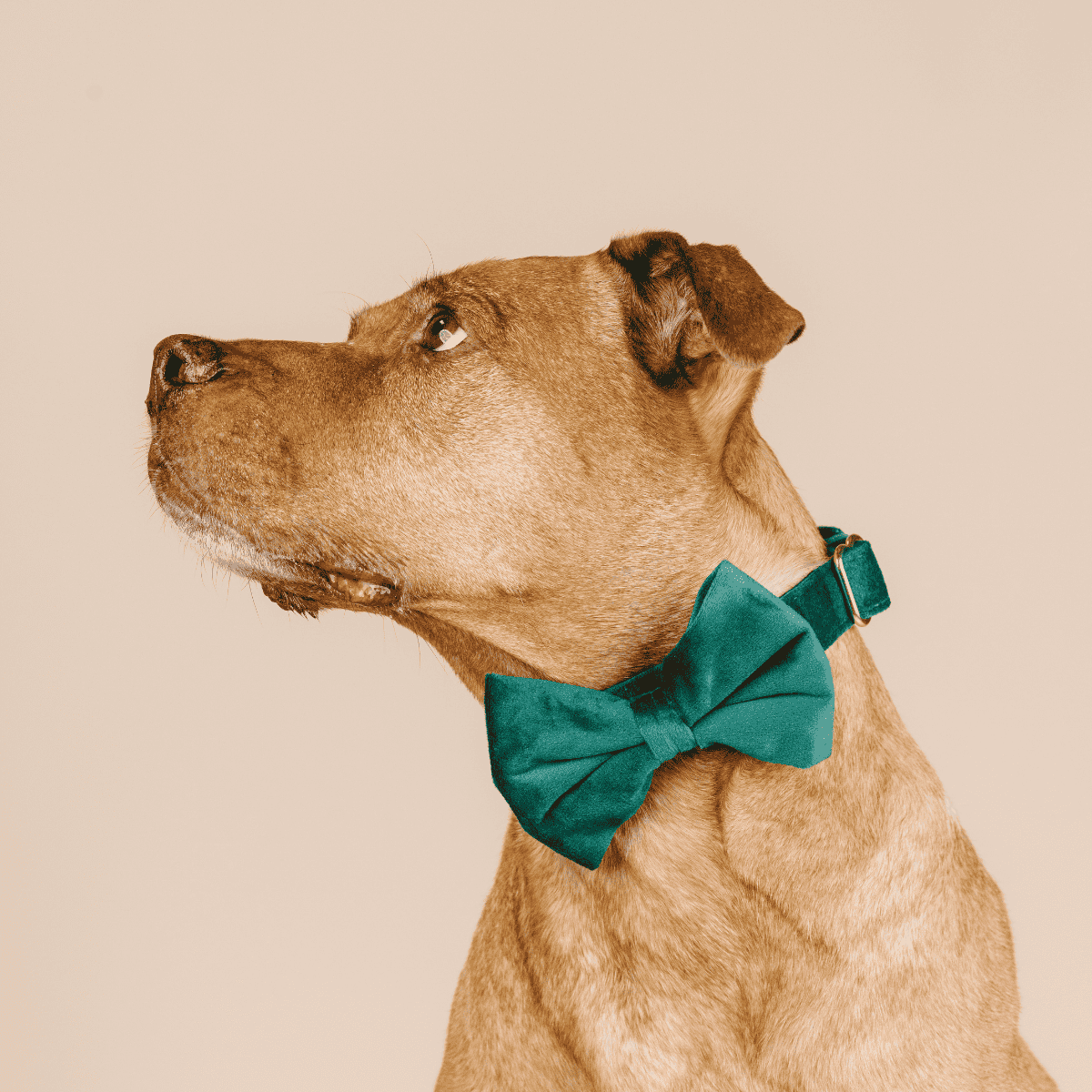 Rue dog bow tie — additional photo 3