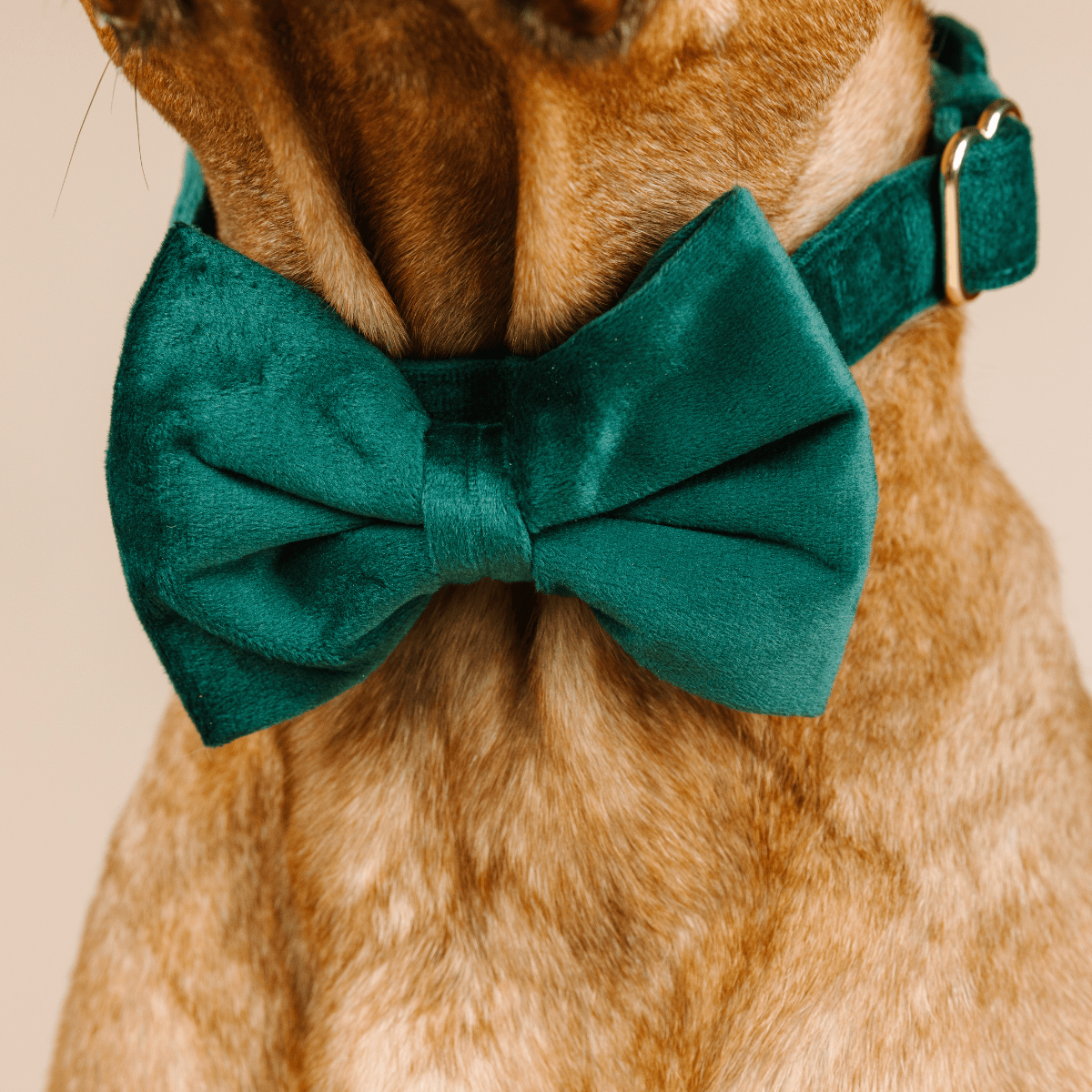 Rue dog bow tie — additional photo 4