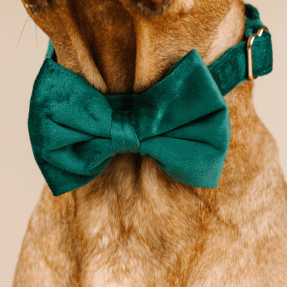 Rue dog bow tie — additional photo 4