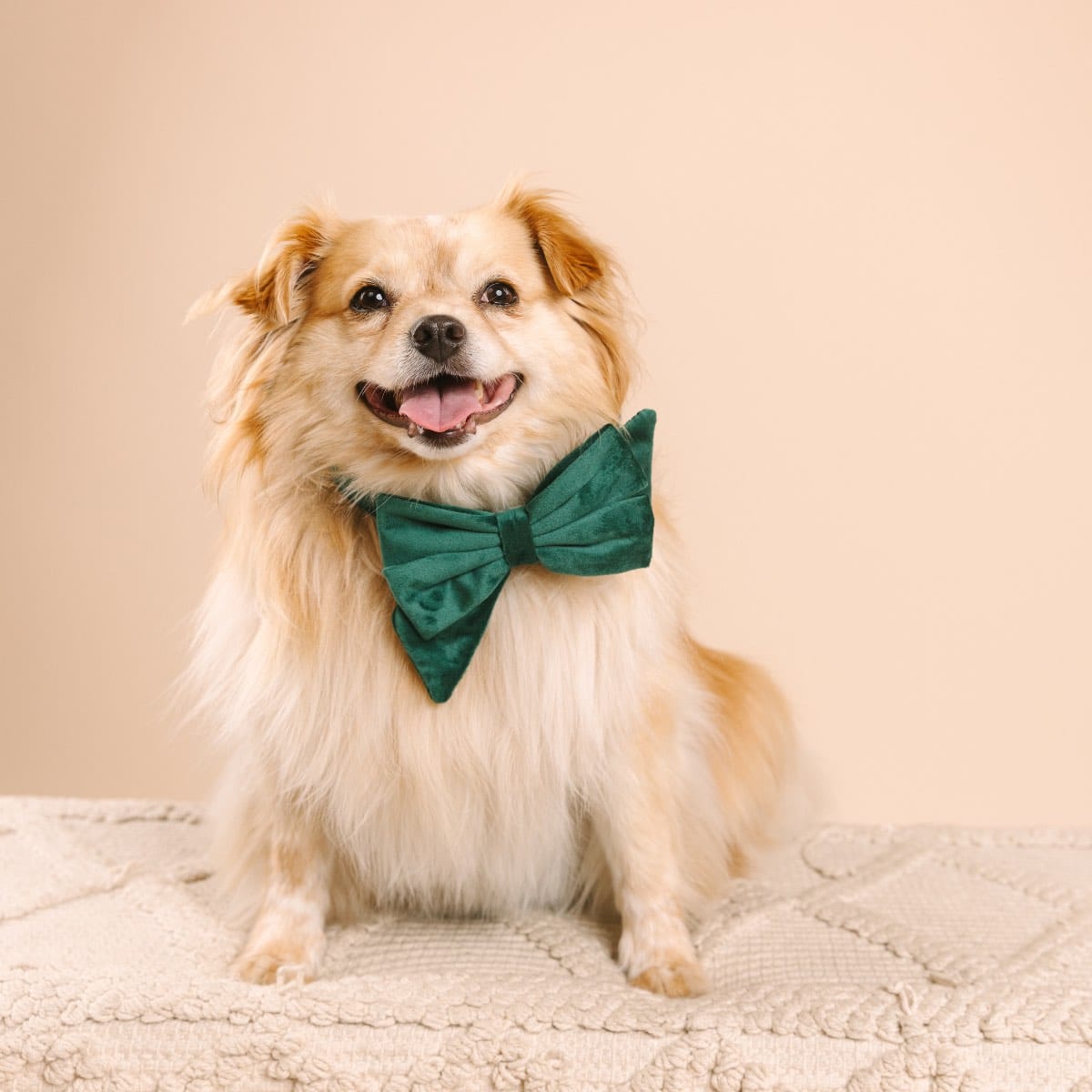 Rue dog babe bow — additional photo 3