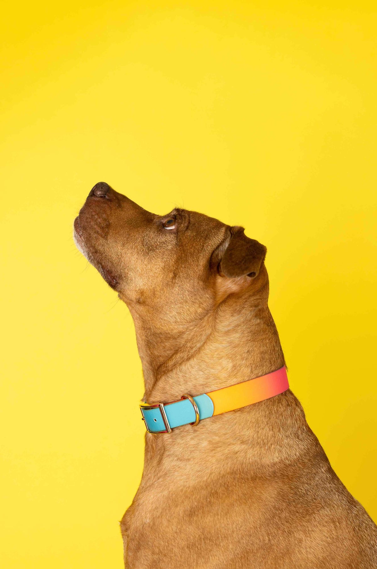 Pippa dog collar — additional photo 3