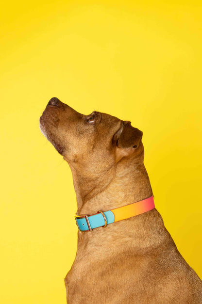 Pippa dog collar — additional photo 3