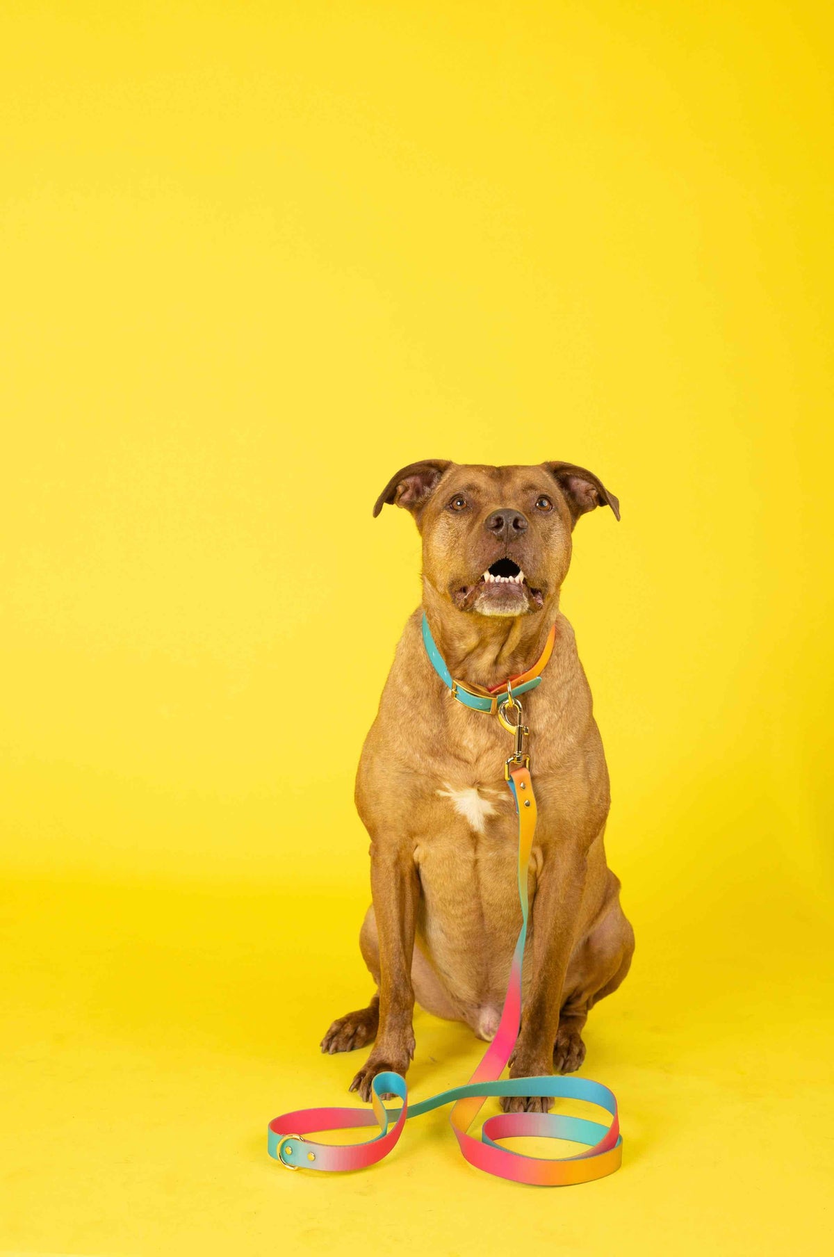 Pippa dog leash — additional photo 13