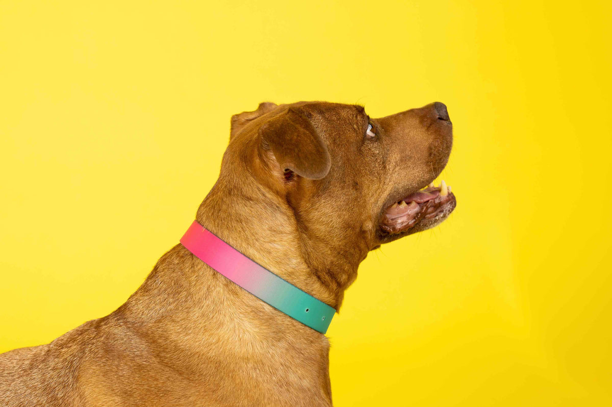 Pippa dog collar — additional photo 4