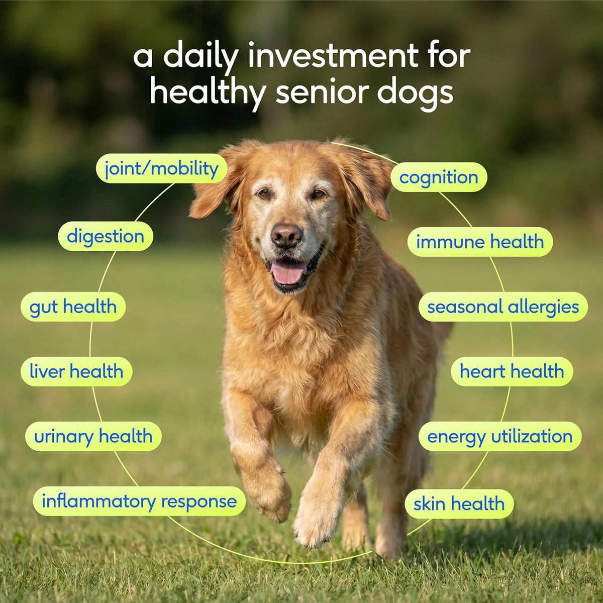 Senior Dog 12-in-1 Multivitamin Powder, 30 Scoops