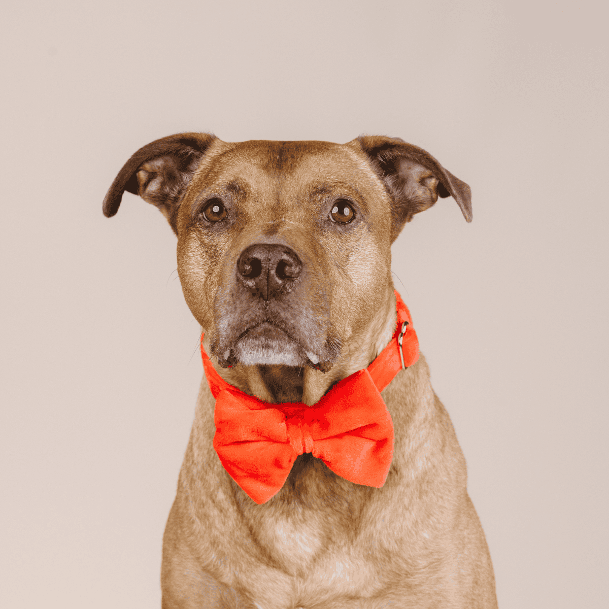 Suki dog bow tie — additional photo 4
