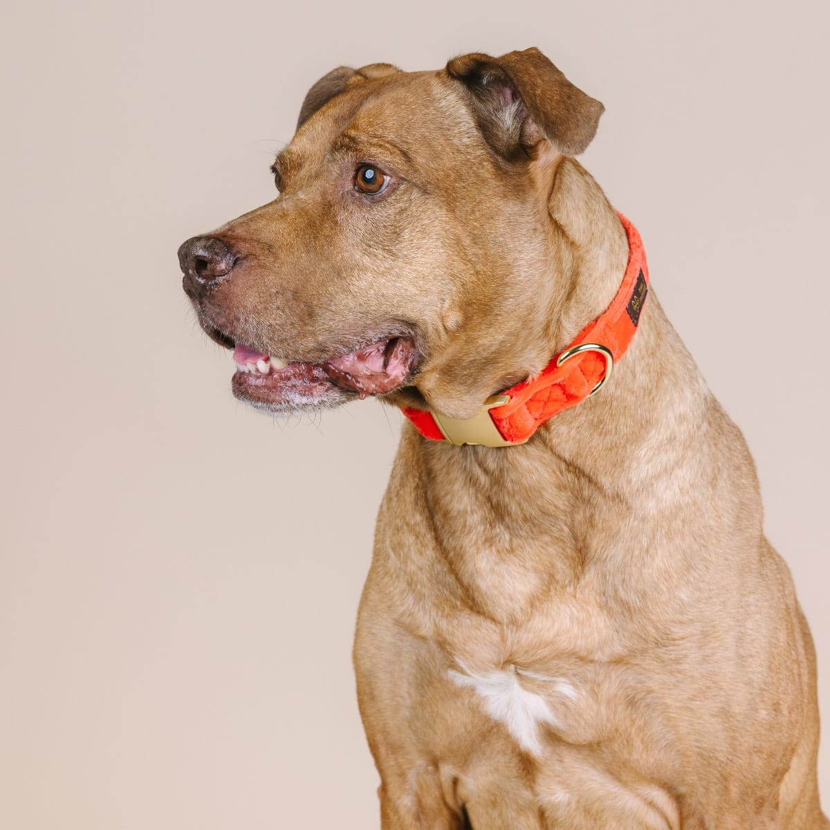 Suki dog collar — additional photo 4