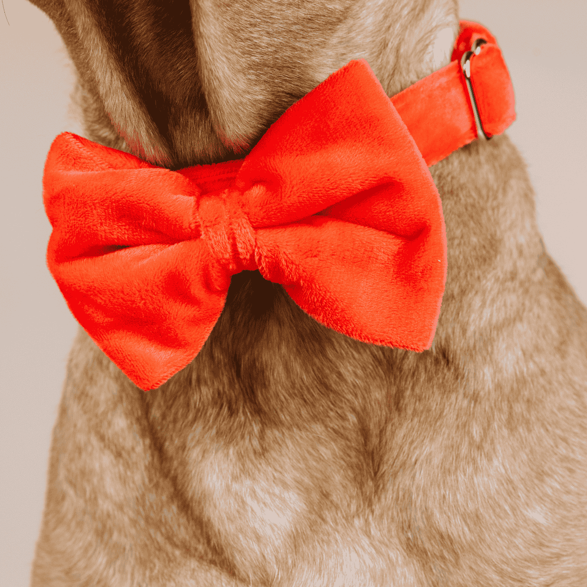 Suki dog bow tie — additional photo 3