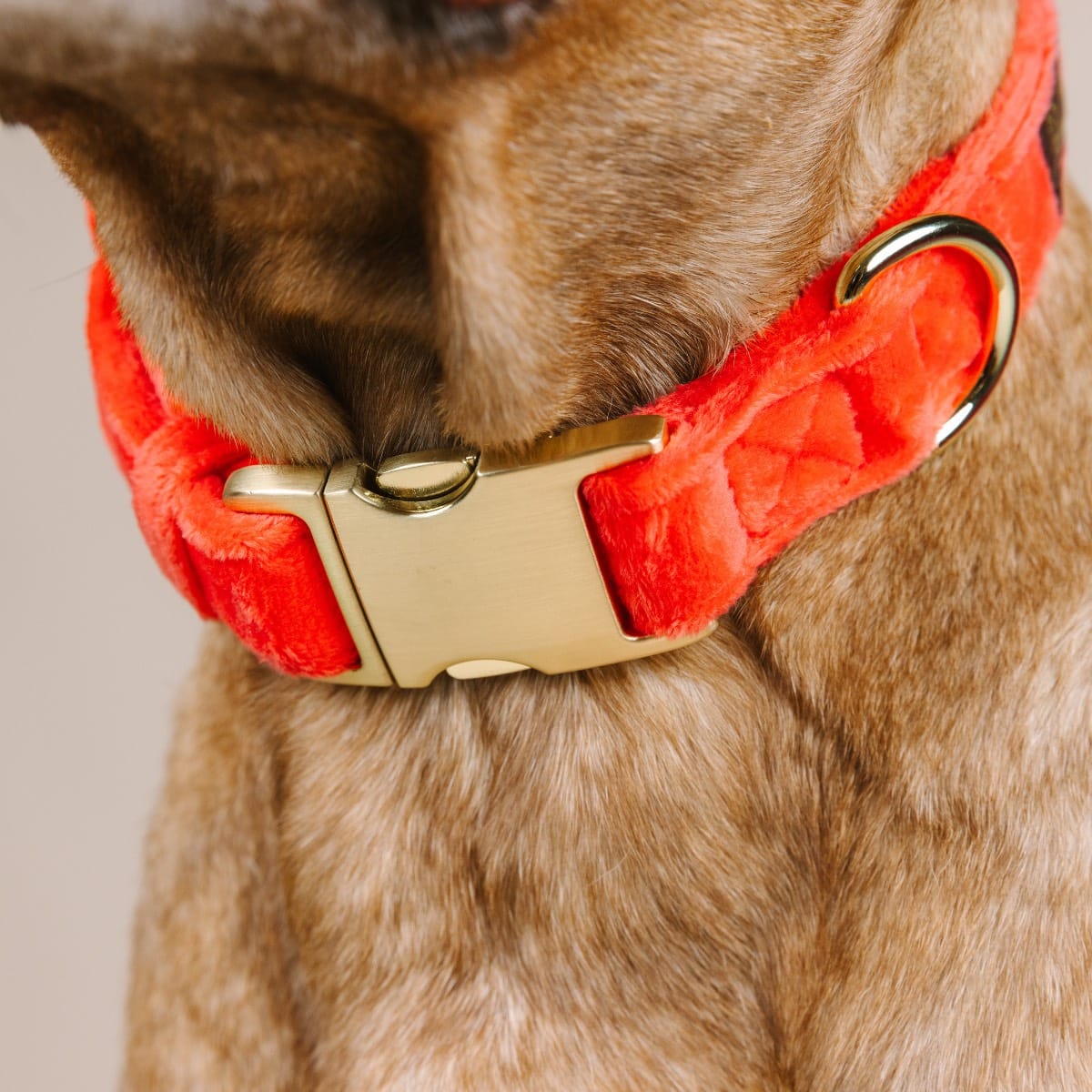 Suki dog collar — additional photo 5