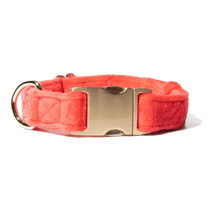 Suki dog collar — additional photo 2
