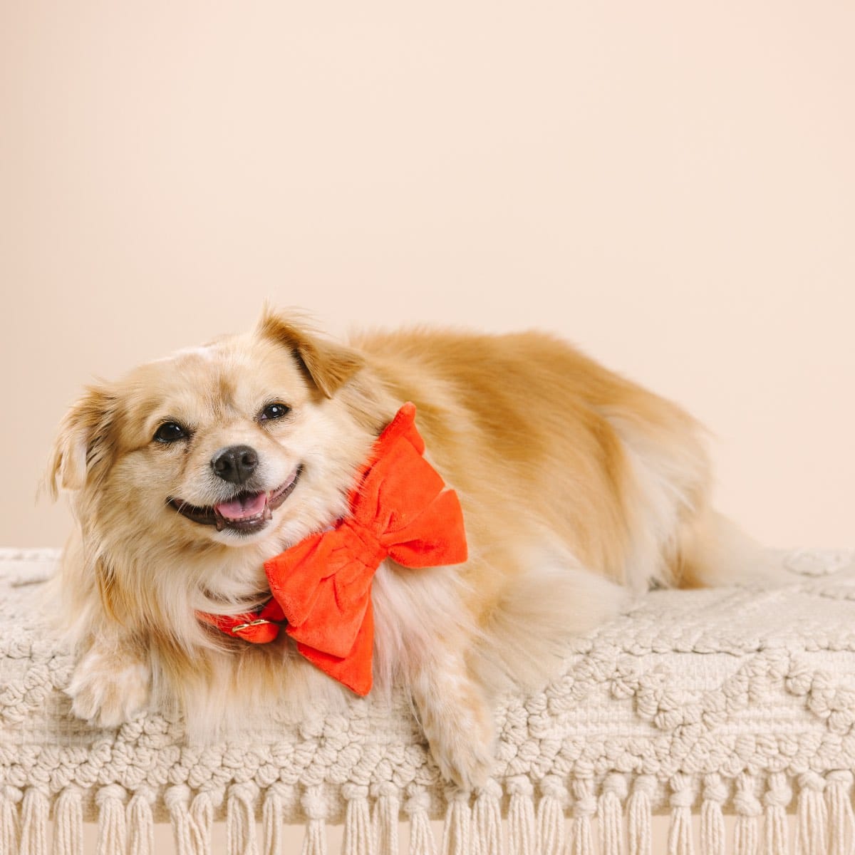Suki dog babe bow — additional photo 3