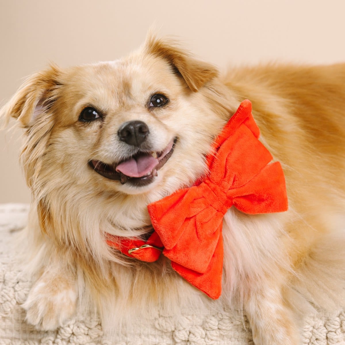 Suki dog babe bow — additional photo 4