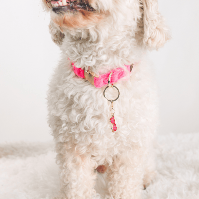 Sunglasses Dog Collar Charm — additional photo 2