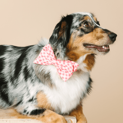 Sutton dog babe bow — additional photo 3