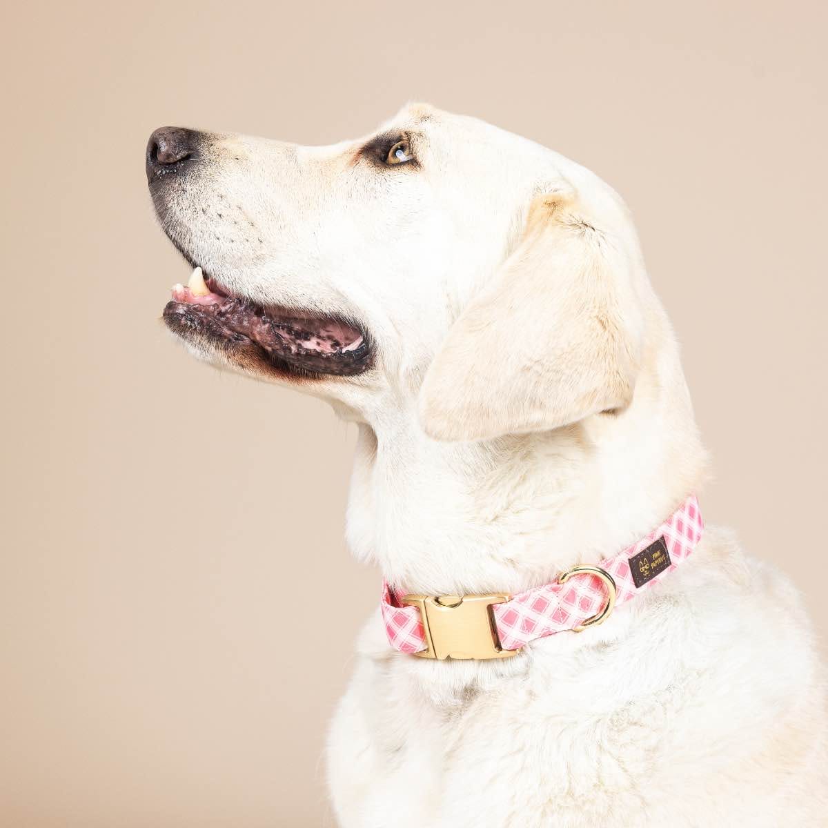 Sutton dog collar — additional photo 3