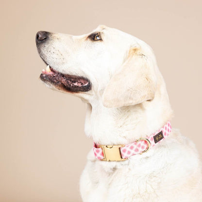 Sutton dog collar — additional photo 3