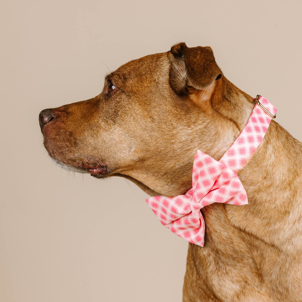 Sutton dog bow tie — additional photo 3