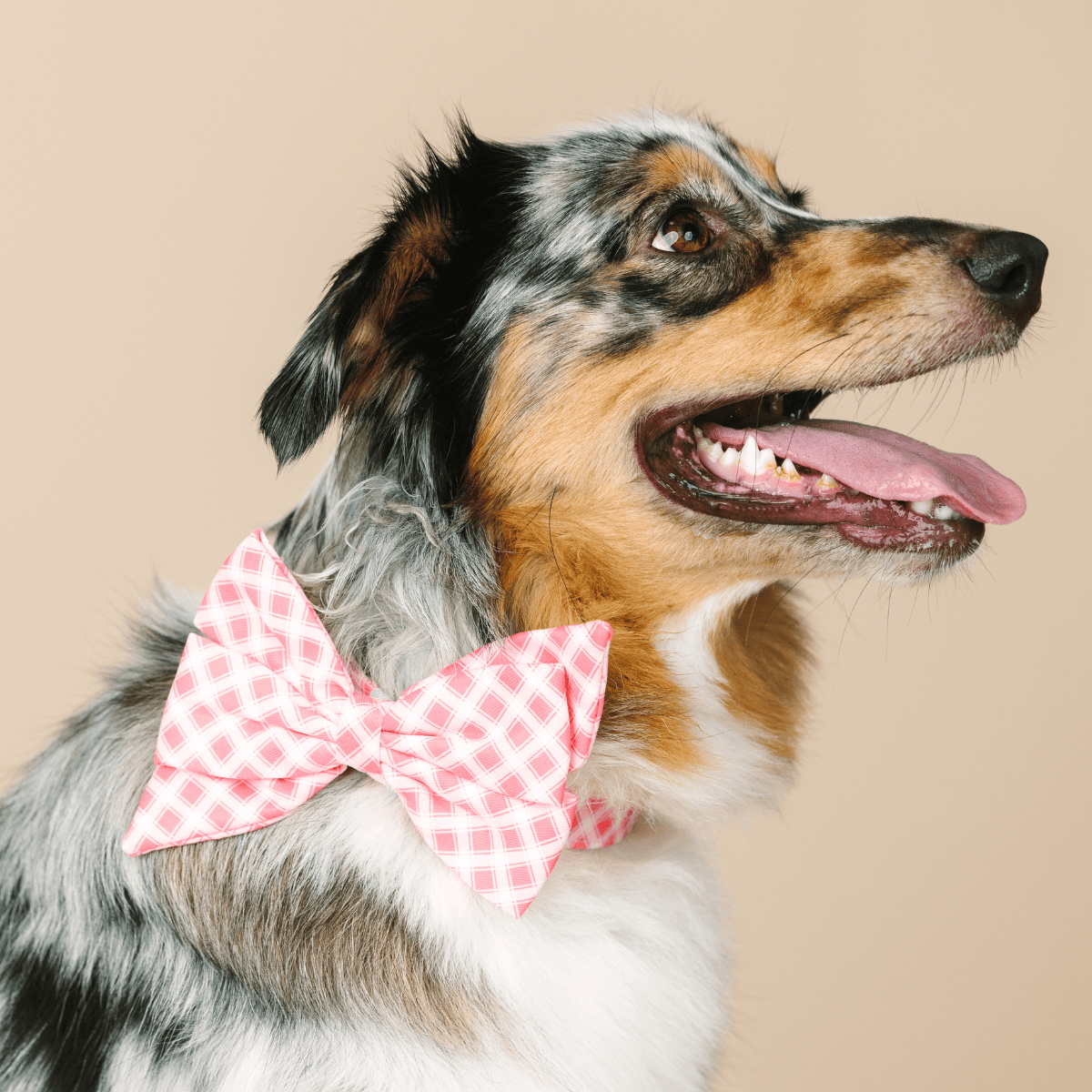 Sutton dog babe bow — additional photo 4