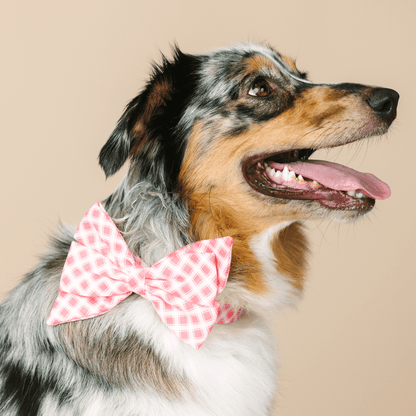 Sutton dog babe bow — additional photo 4