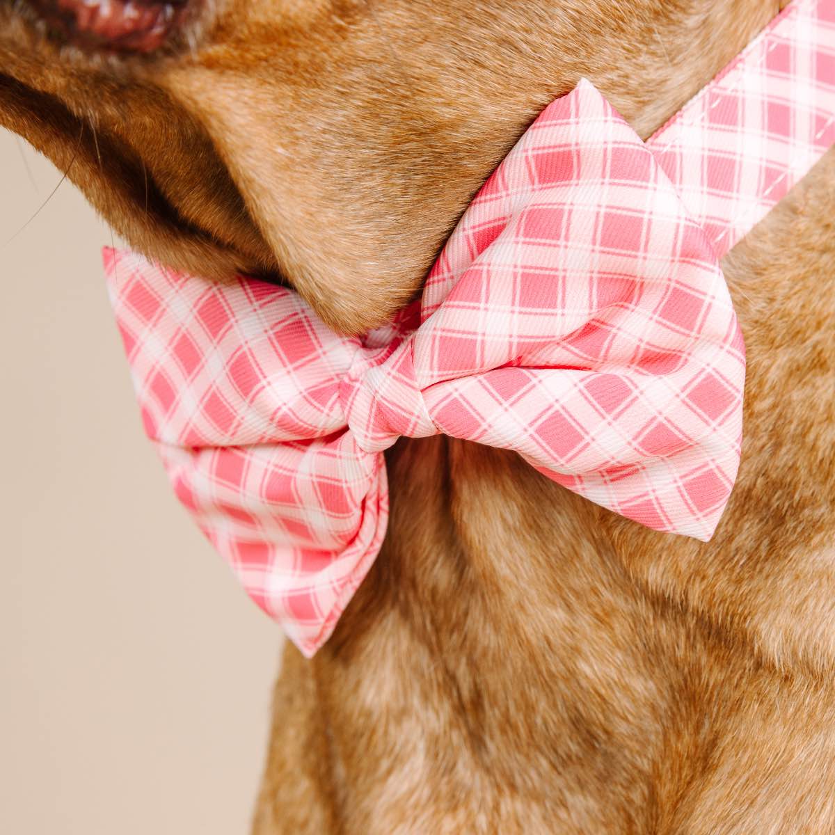 Sutton dog bow tie — additional photo 4