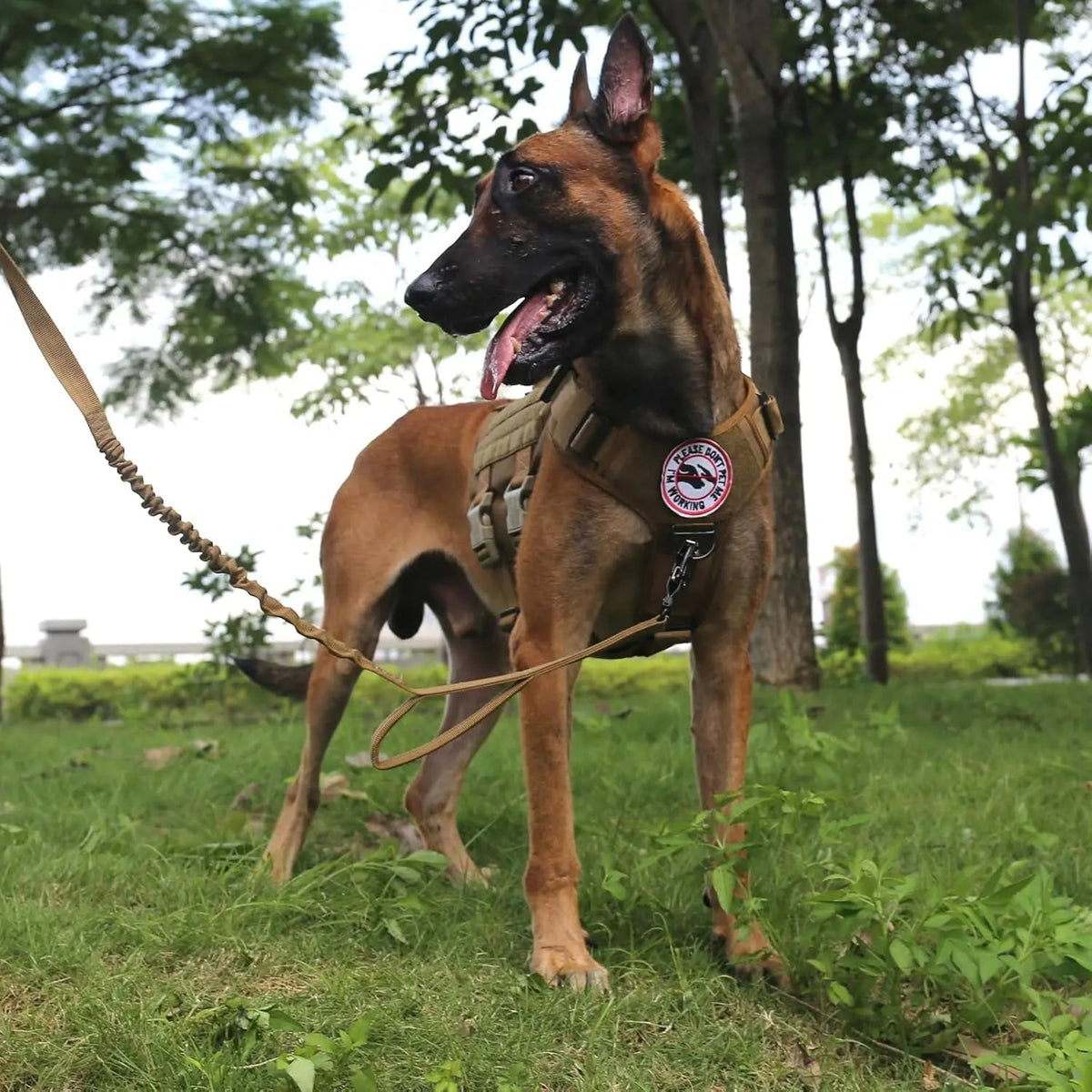 6-Buckle MOLLE Tactical Dog Harness, 3/4 Coverage