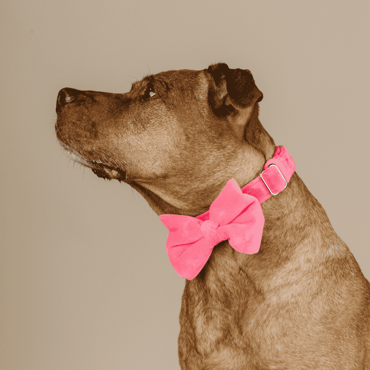 Valentina dog bow tie — additional photo 3