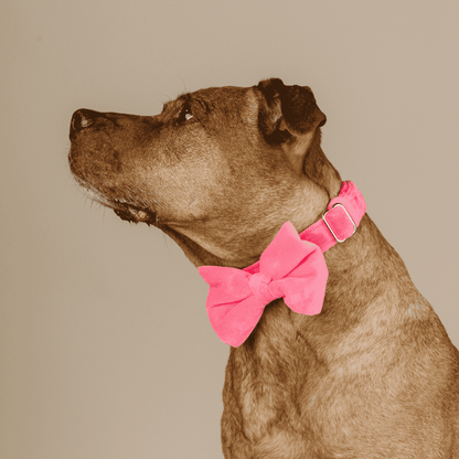 Valentina dog bow tie — additional photo 3