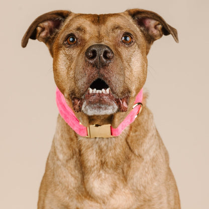 Valentina dog collar — additional photo 4
