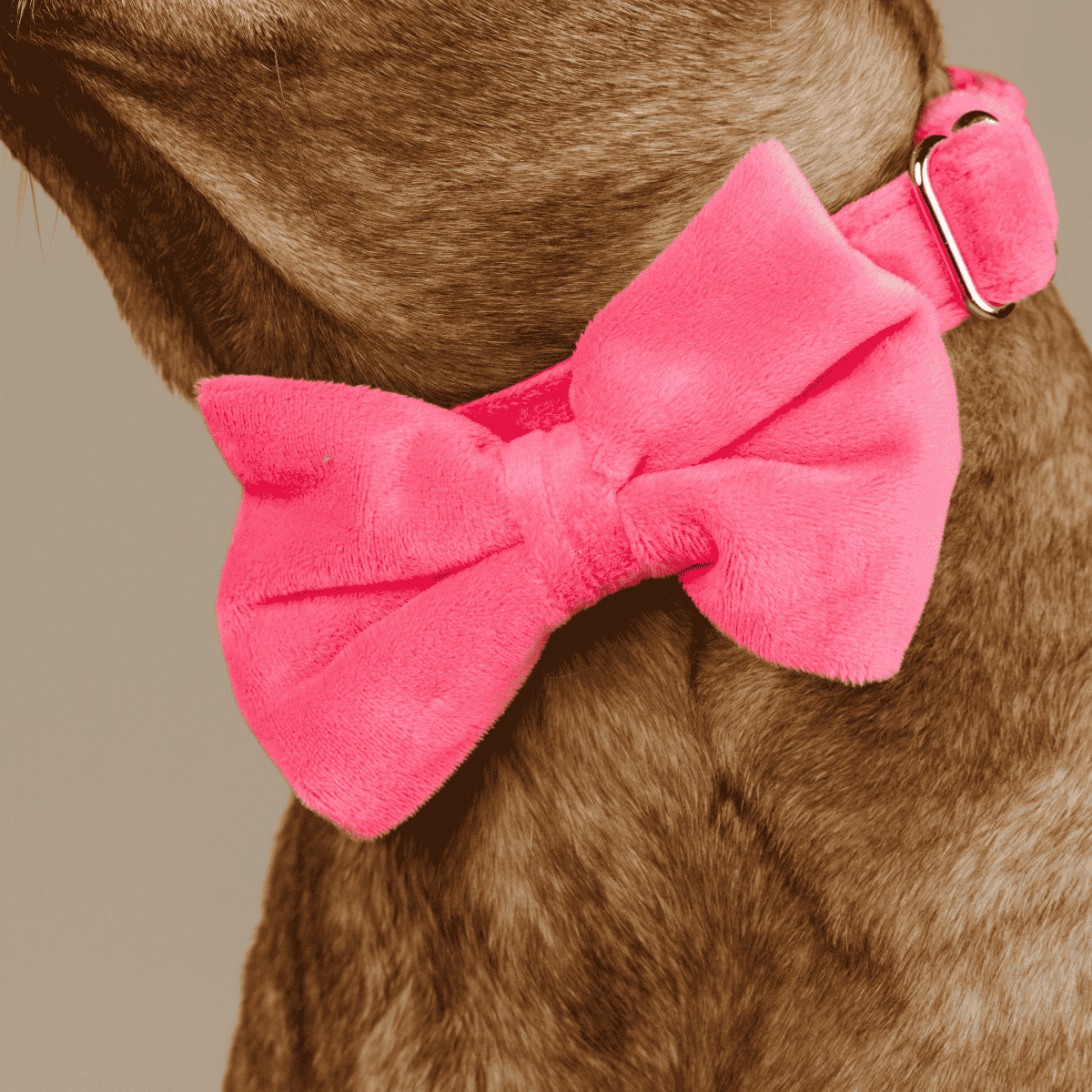 Valentina dog bow tie — additional photo 4