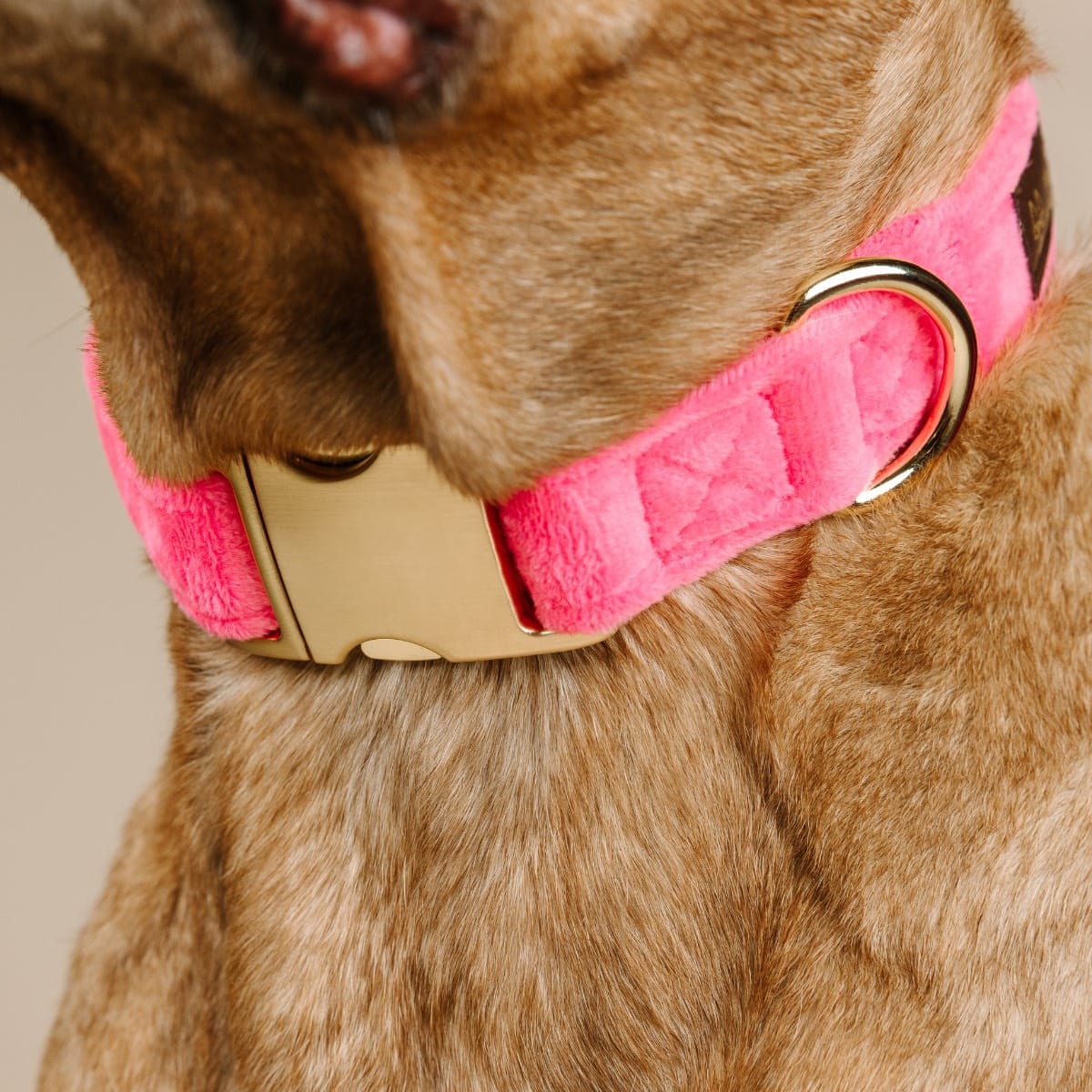 Valentina dog collar — additional photo 6