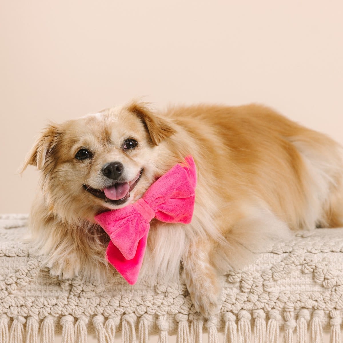 Valentina dog babe bow — additional photo 3