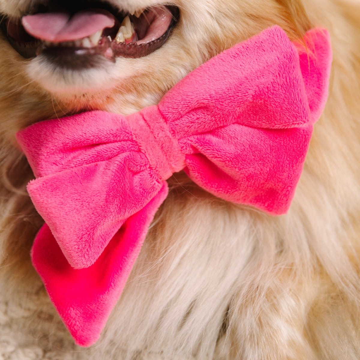 Valentina dog babe bow — additional photo 4