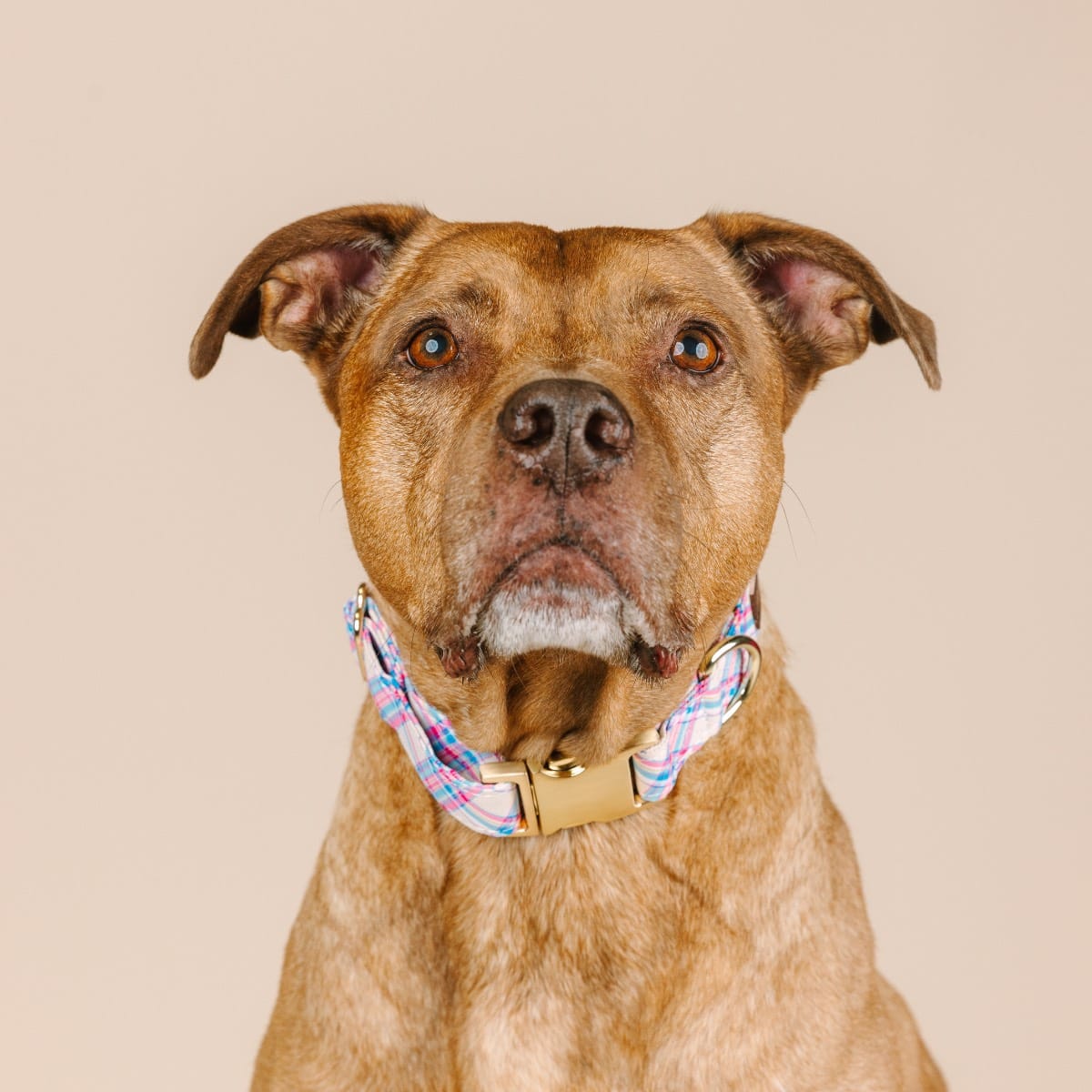 Whitley dog collar — additional photo 3