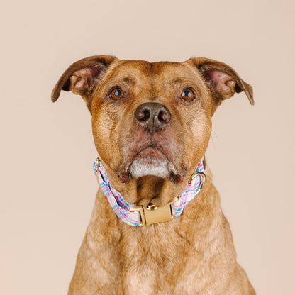 Whitley dog collar — additional photo 3