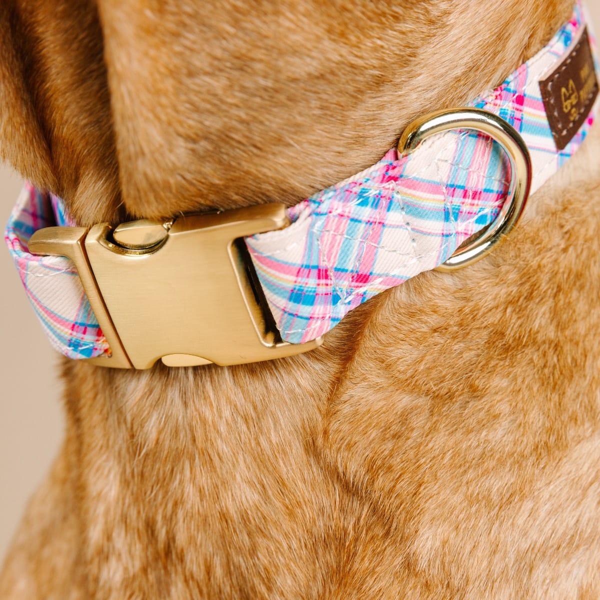 Whitley dog collar — additional photo 4