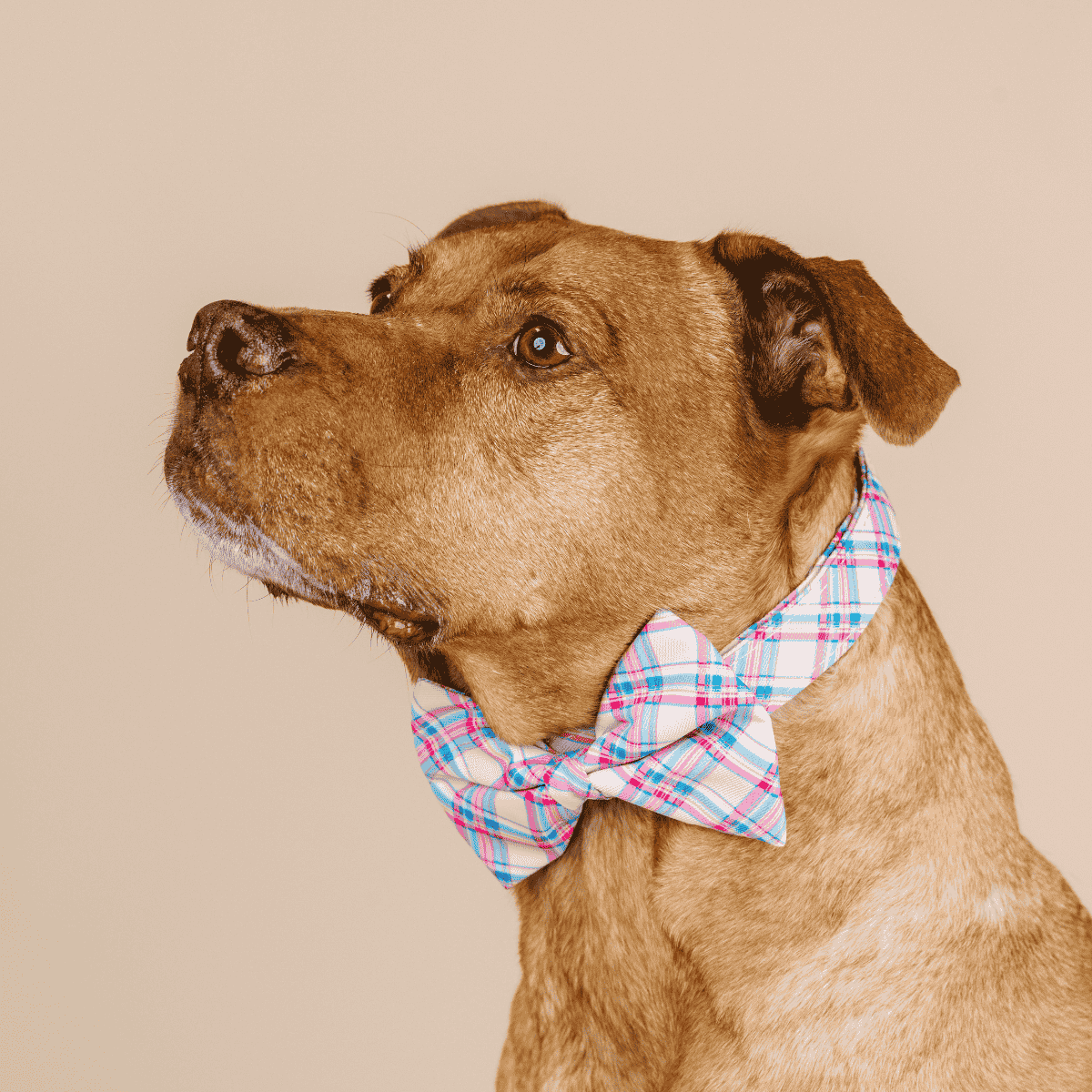 Whitley dog bow tie — additional photo 3