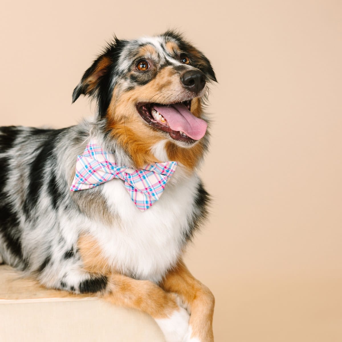 Whitley dog babe bow — additional photo 3