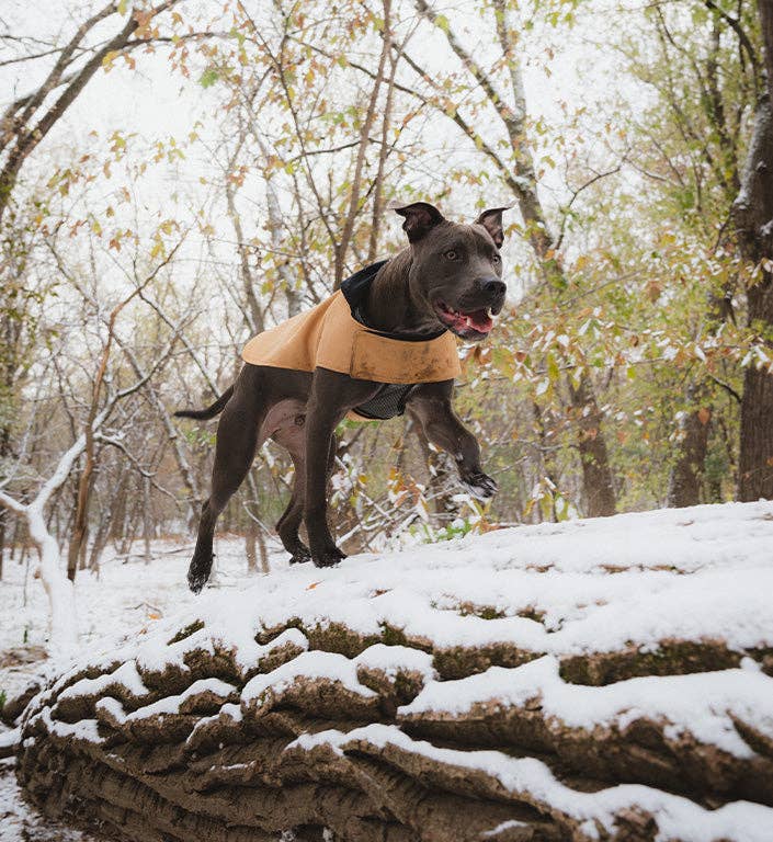 Beige cotton duck dog coat with corduroy collar - view 8
