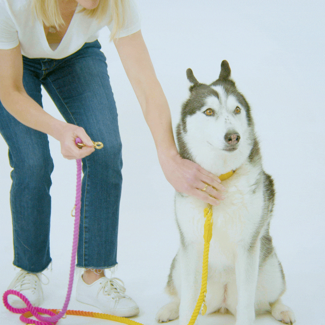 Pixie hands-free dog leash — additional photo 16