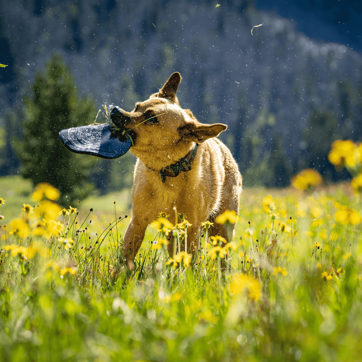 Natural rubber dog flying disc close-up