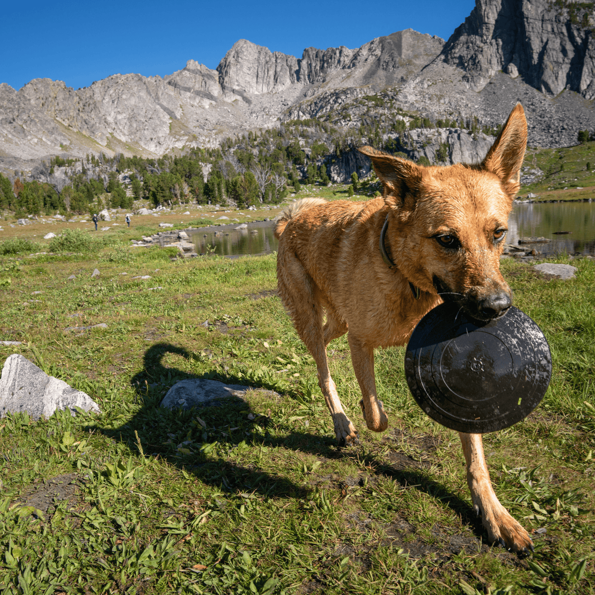 Dog flying disc for medium to large dogs