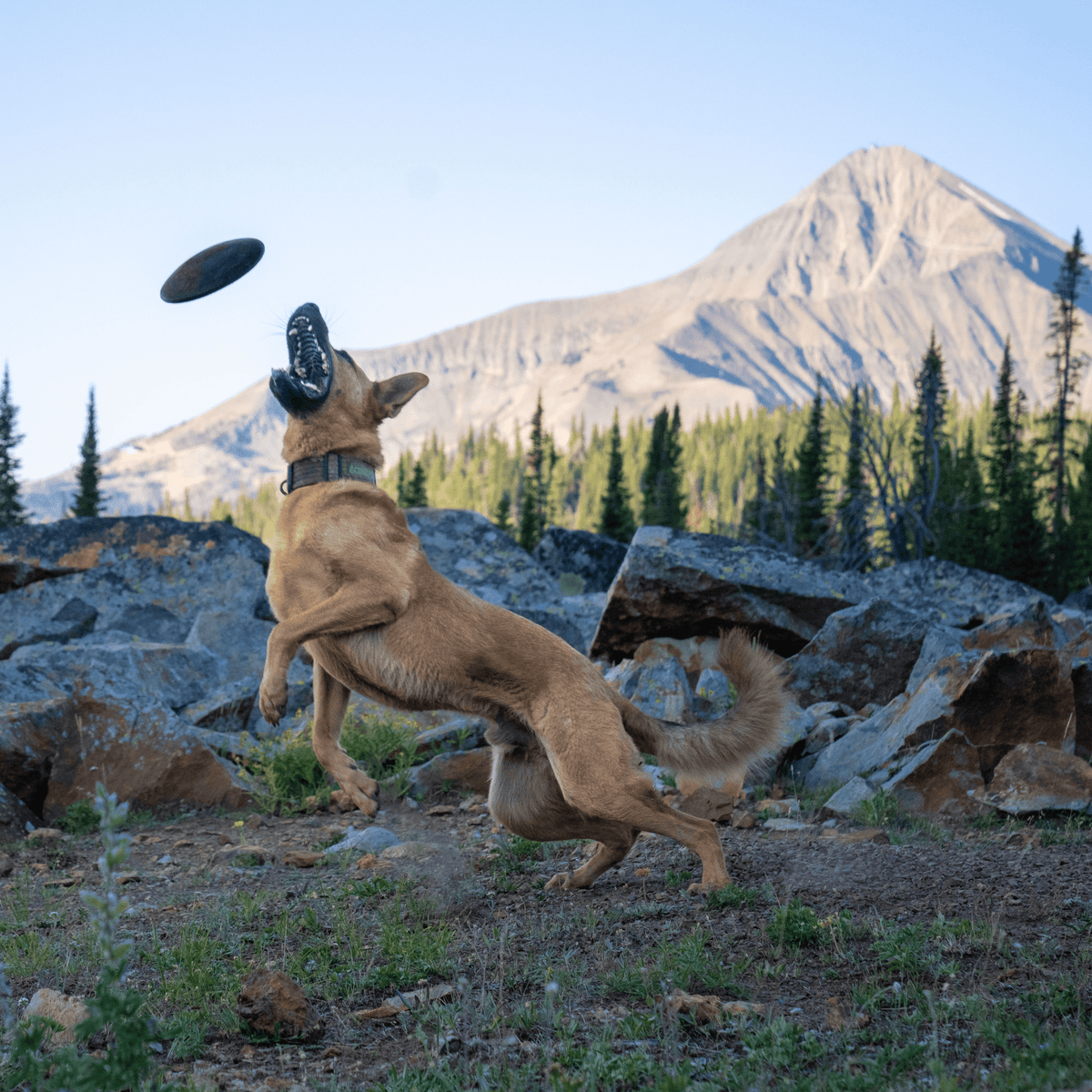 Monster K9 rubber fetch disc for strong chewers